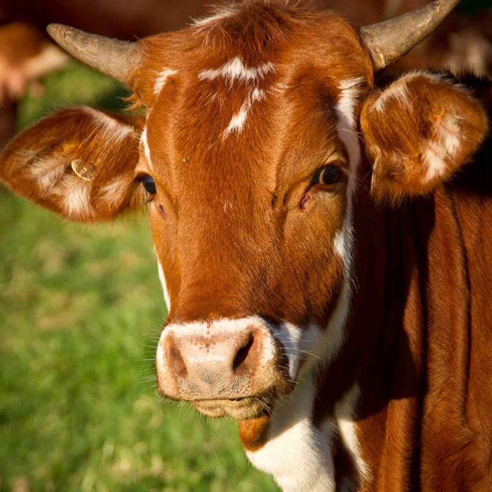 A brown and white cow with horns is looking at the camera.